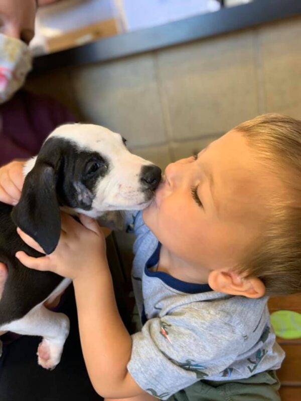 Boy Kissing Puppy
