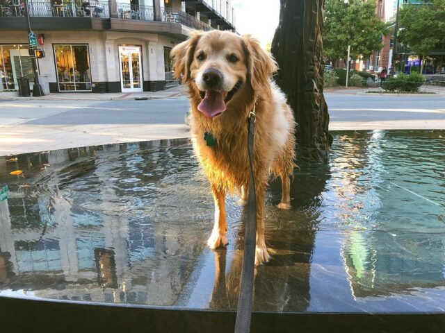 Charlie in fountain