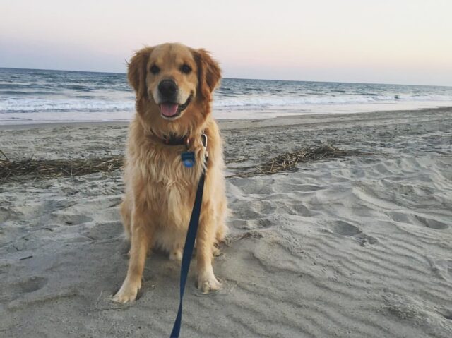 Charlie on Beach