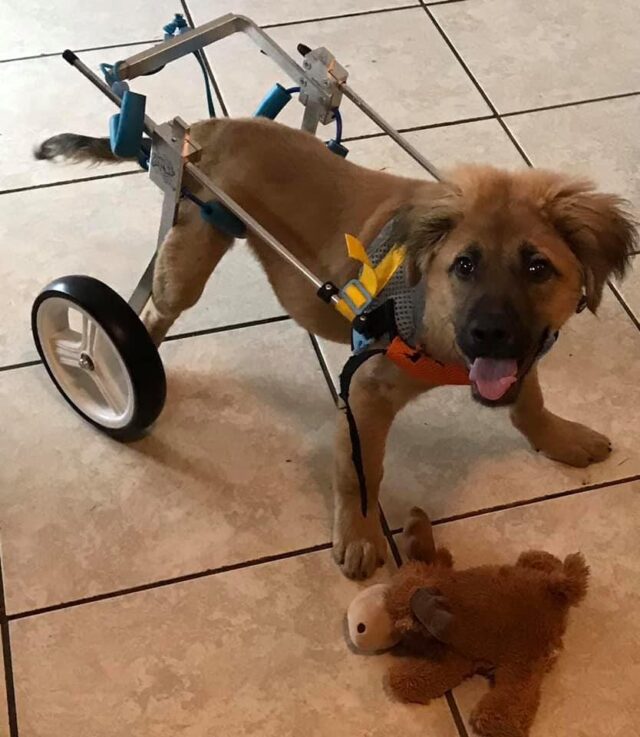 Puppy using wheelchair