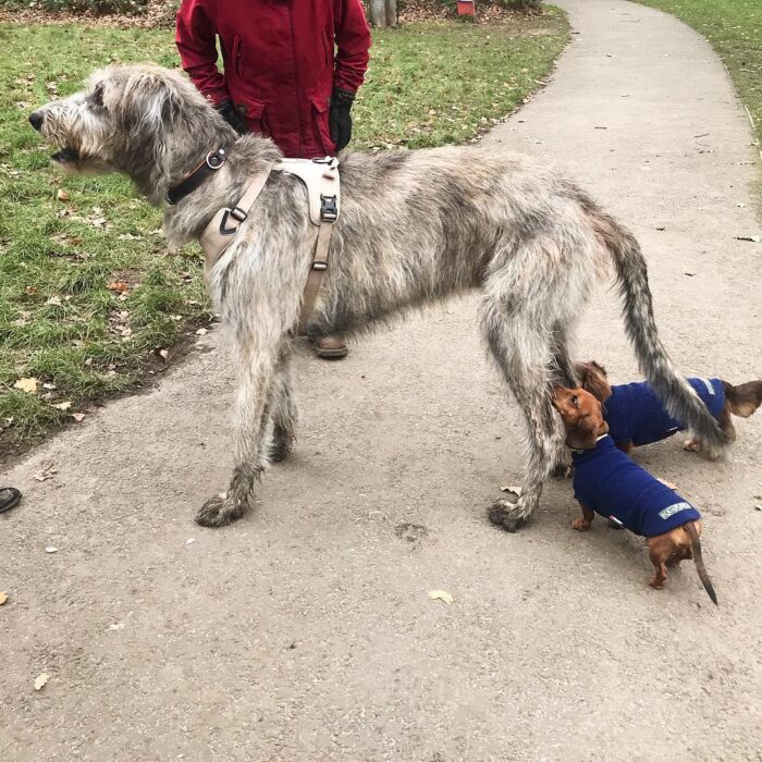 Dachshunds sniff Irish Wolfhound