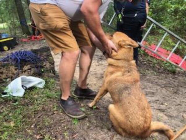 Dog rescued from sinkhole