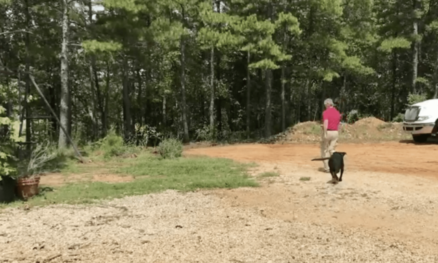 Dog Running into Woods