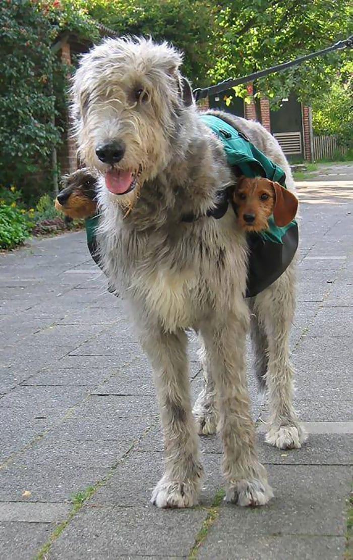Irish Wolfhound with Dachshunds