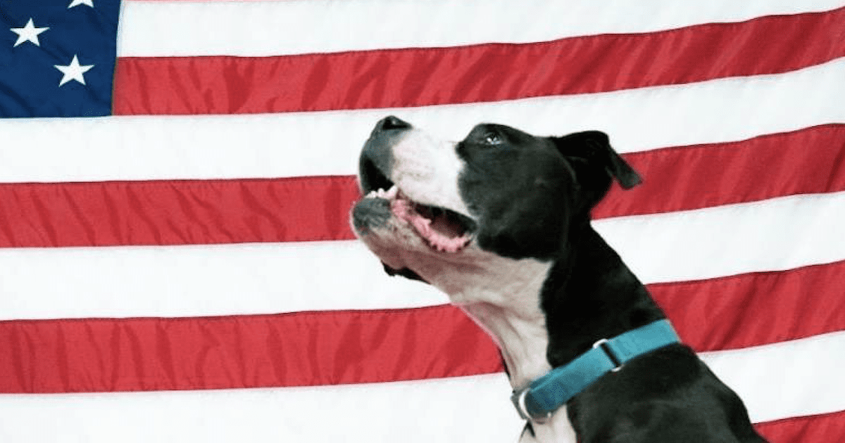 Rescue Dog with American Flag