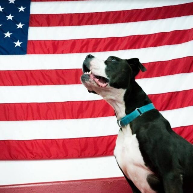 Boxer with American Flag