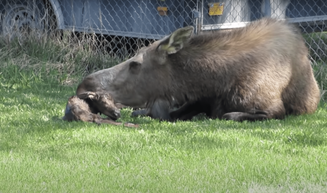 Moose Grooming Calf