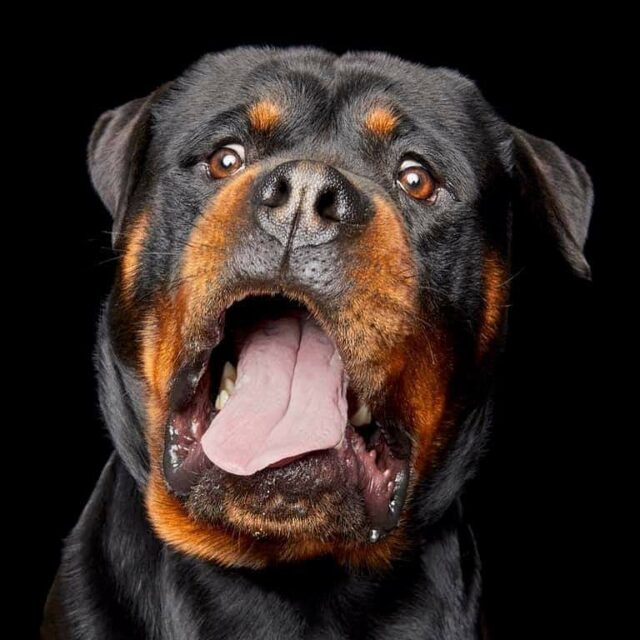 Rottweiler in Awe