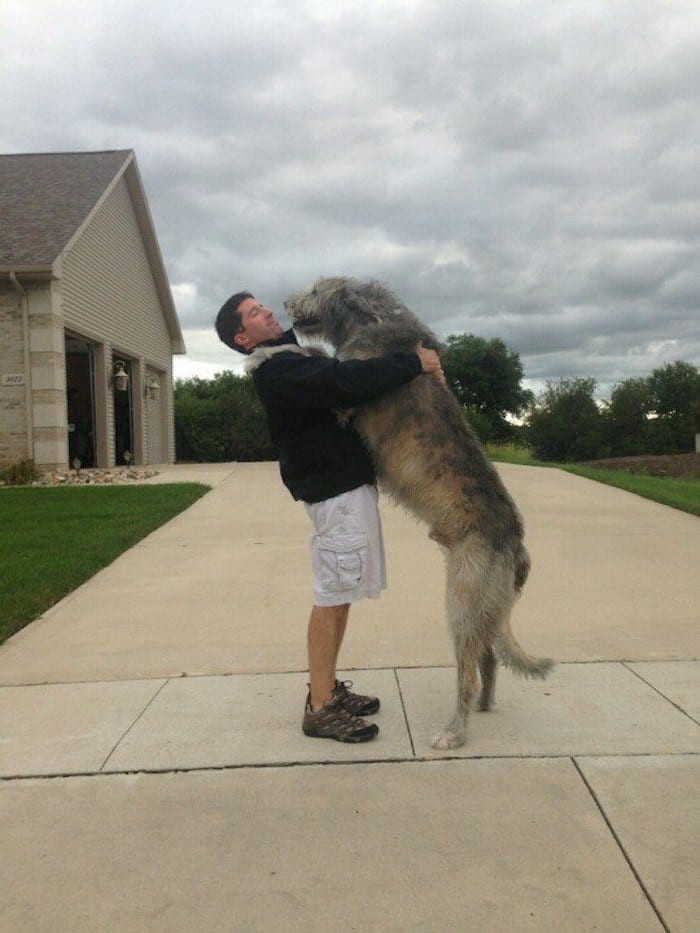 Tall Irish Wolfhound