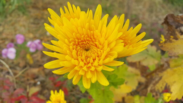 Yellow fall blooming chrysanthemum flower is toxic to dogs.