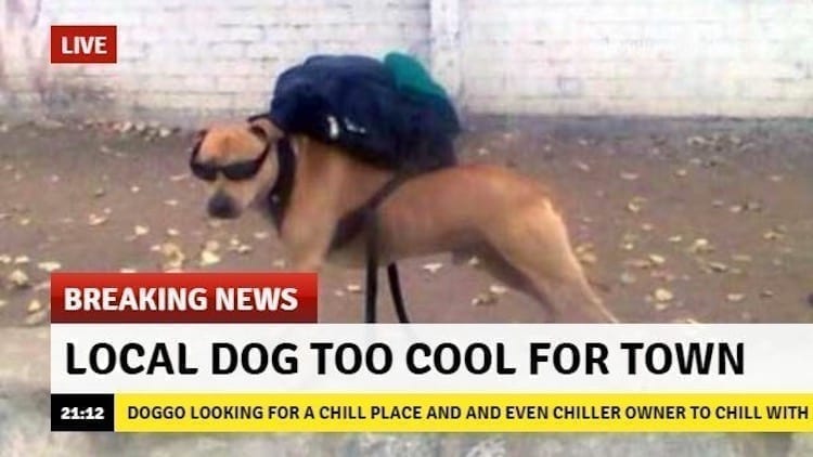 Cool dog