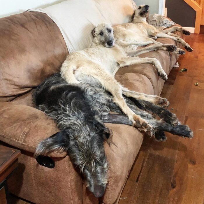 Couch hogs