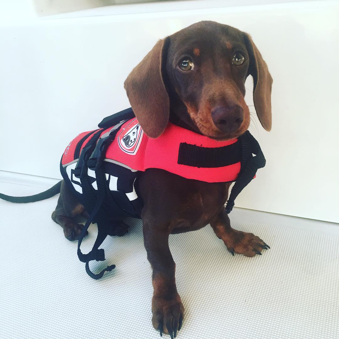 Dachshund Wearing Life Jacket