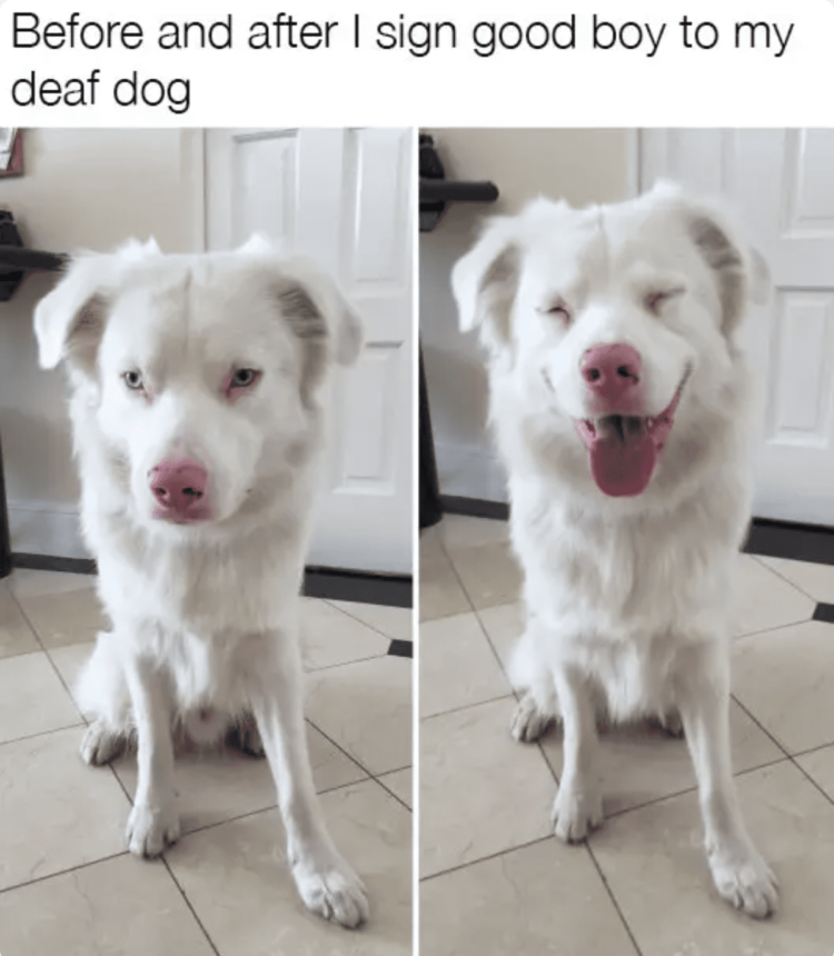Deaf dog