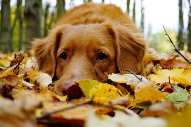 Brown dog laying outside in fall leaves which can be a fall dog danger.
