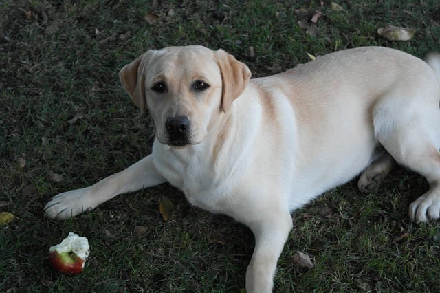 Yellow lab with a half eaten apple. The seeds can be toxic to dogs.