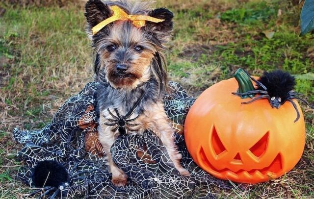 Small Yorkie dog dressed in dangerous fall Halloween costume.