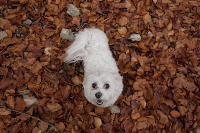 Small white maltese dog in decaying leaf pile