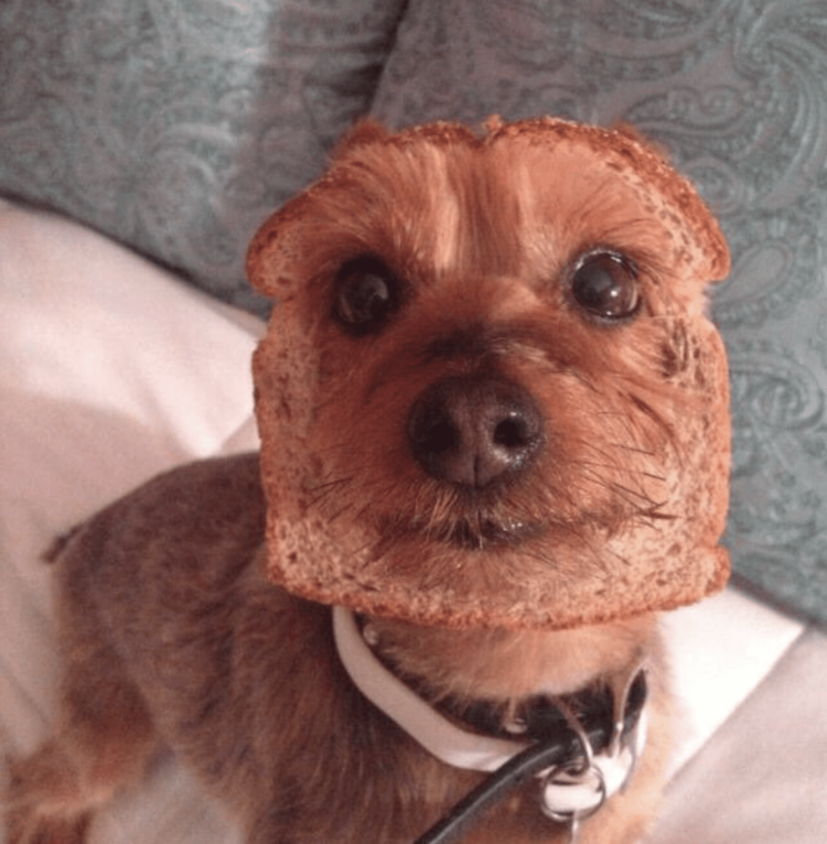 Dog Bread Face