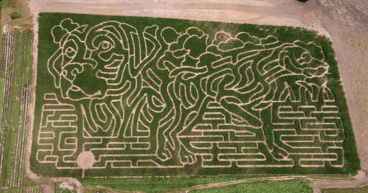 Dog corn maze