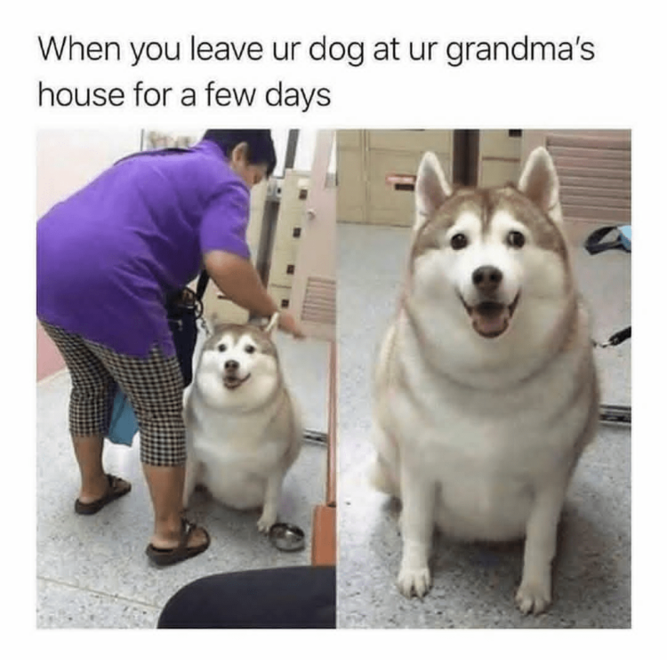 Dog at Grandma's House