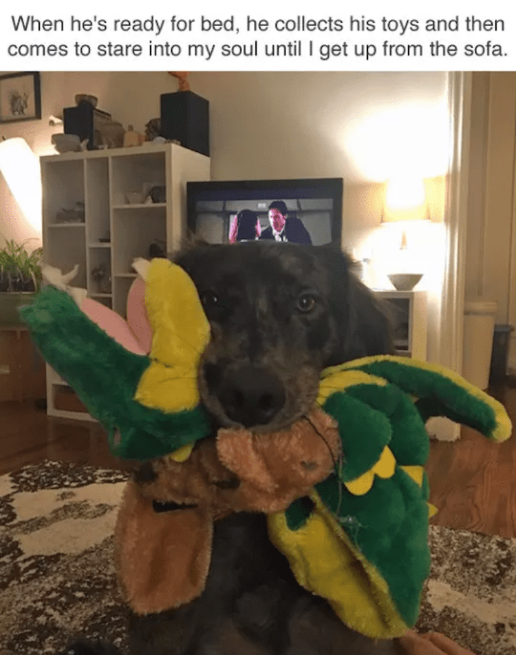 Dog holding toys