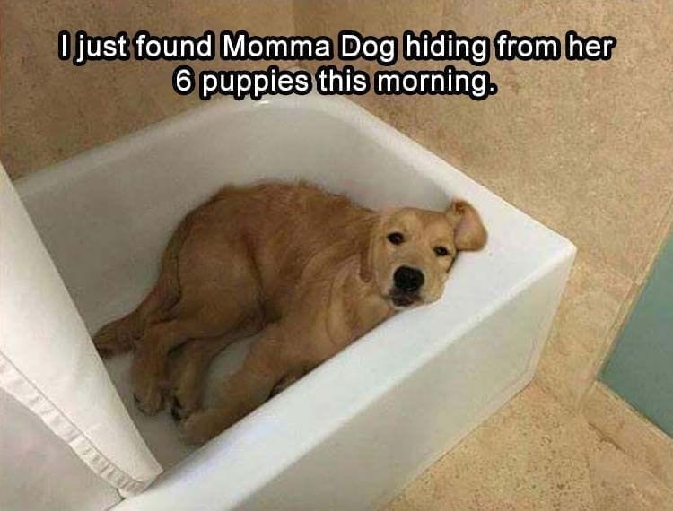 Dog hiding from puppies