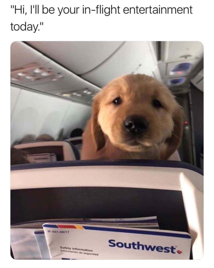 Dog on flight