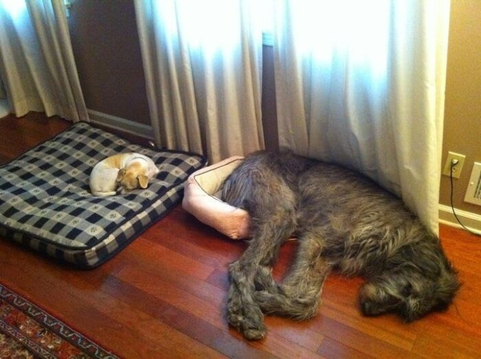 Irish Wolfhound Small Bed