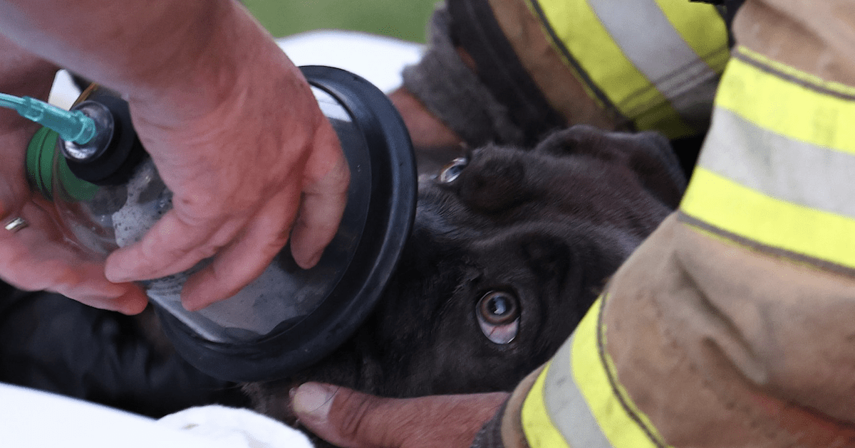 Dog Revived During Fire