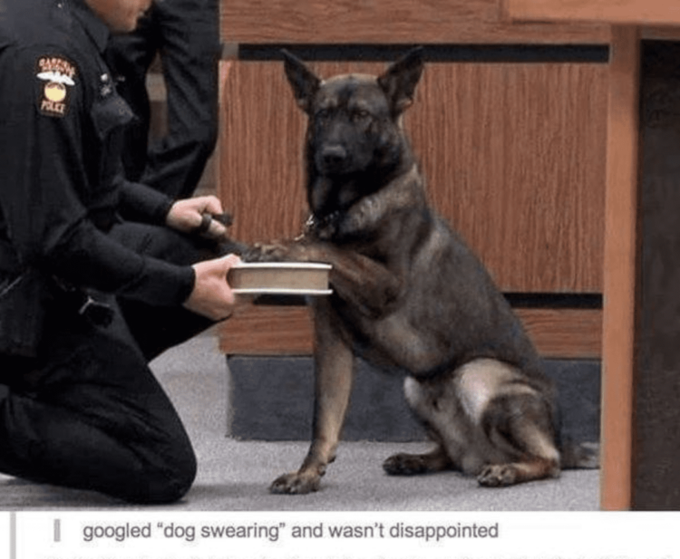 Dog Swearing