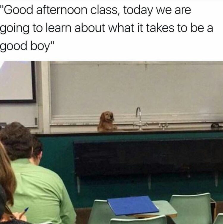 Dog teacher