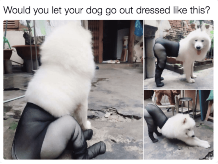 Dog wearing tights