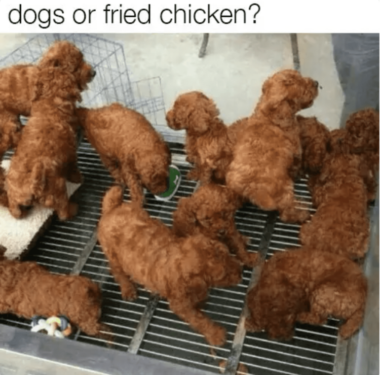 Dogs or friend chicken
