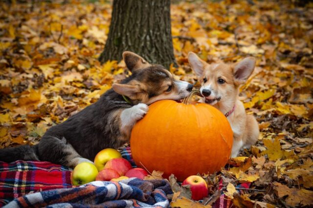 Two Welsh Corgi puppies in fall leaves playing with a pumpkin and apples