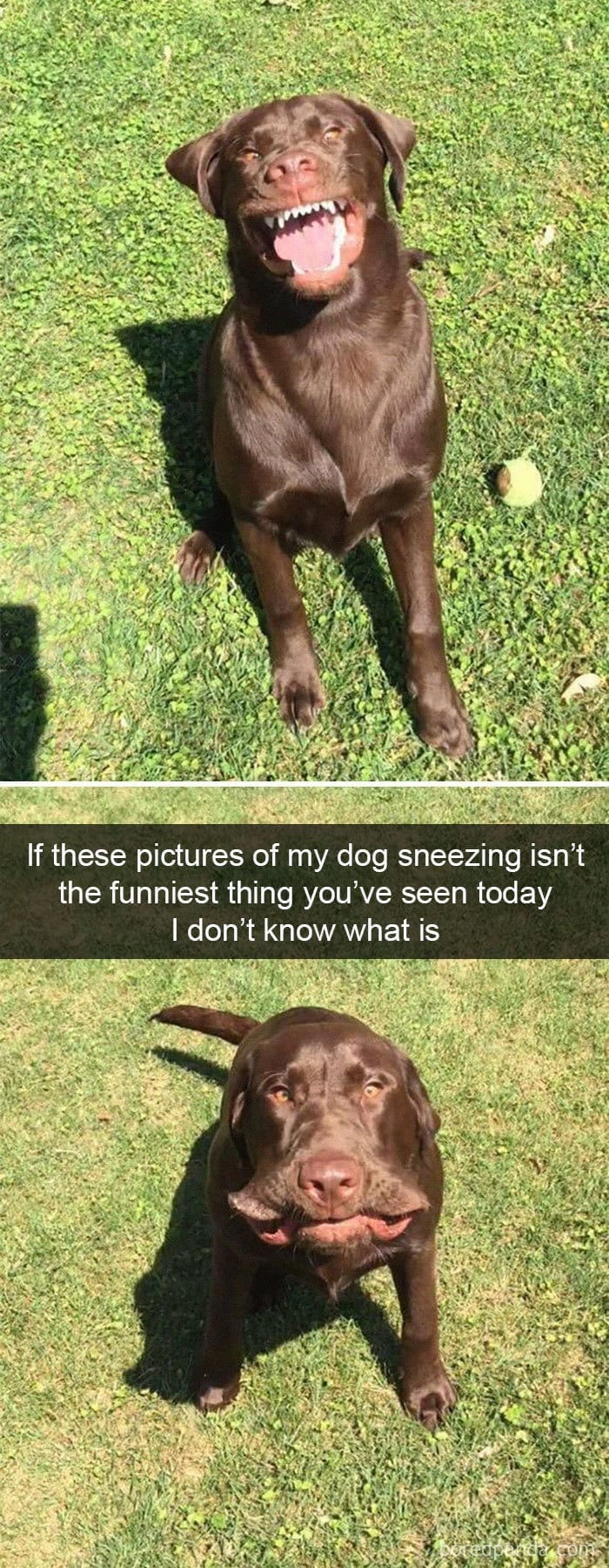 dog snapchat photo