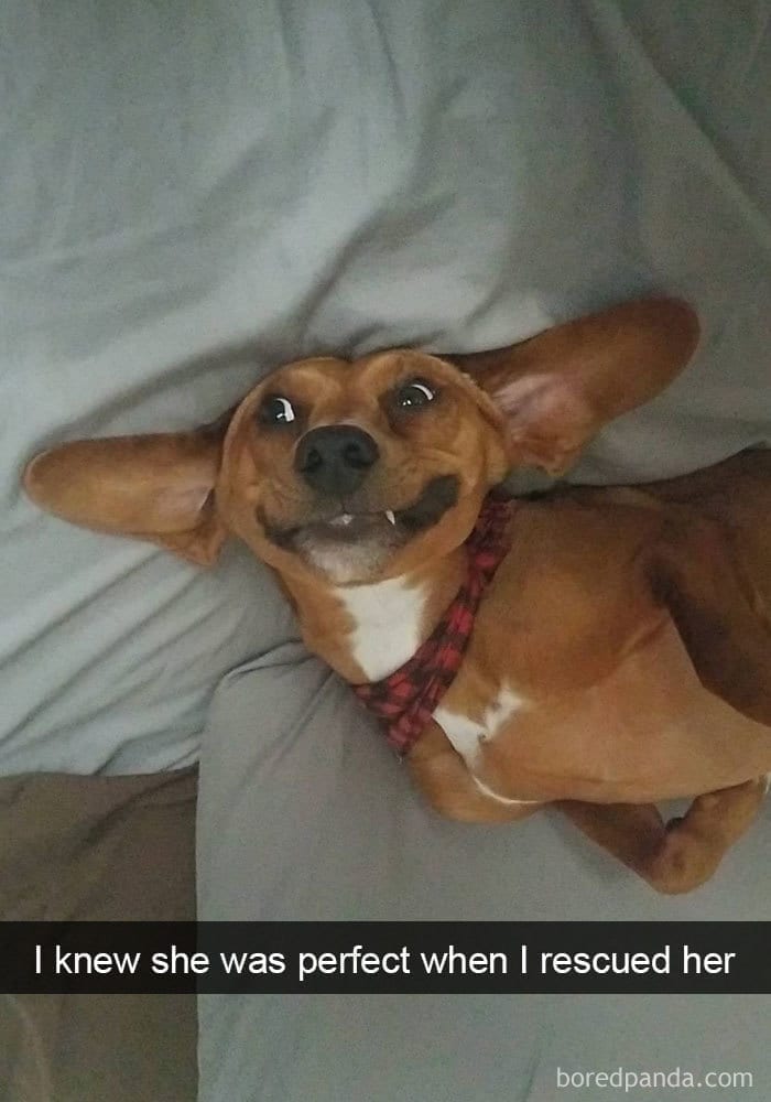 dog snapchat photo