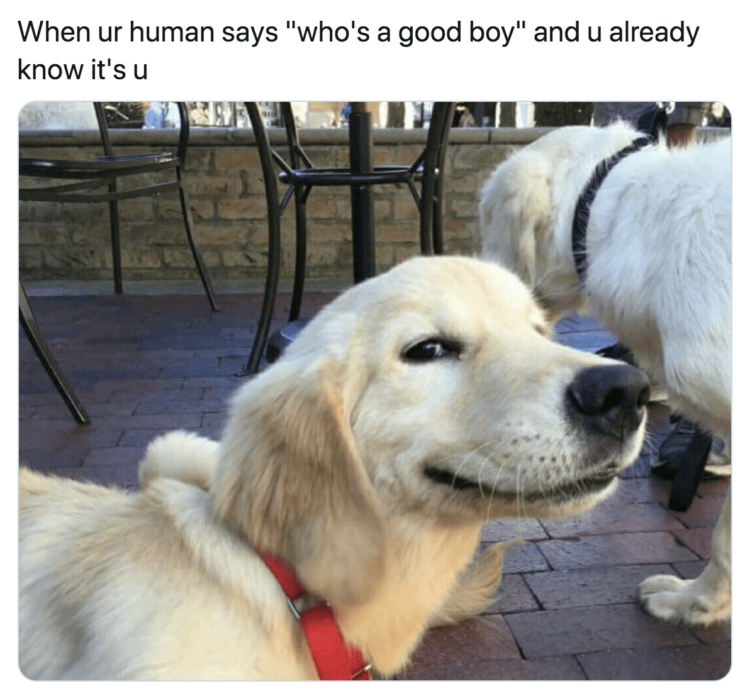 Who's a Good Boy