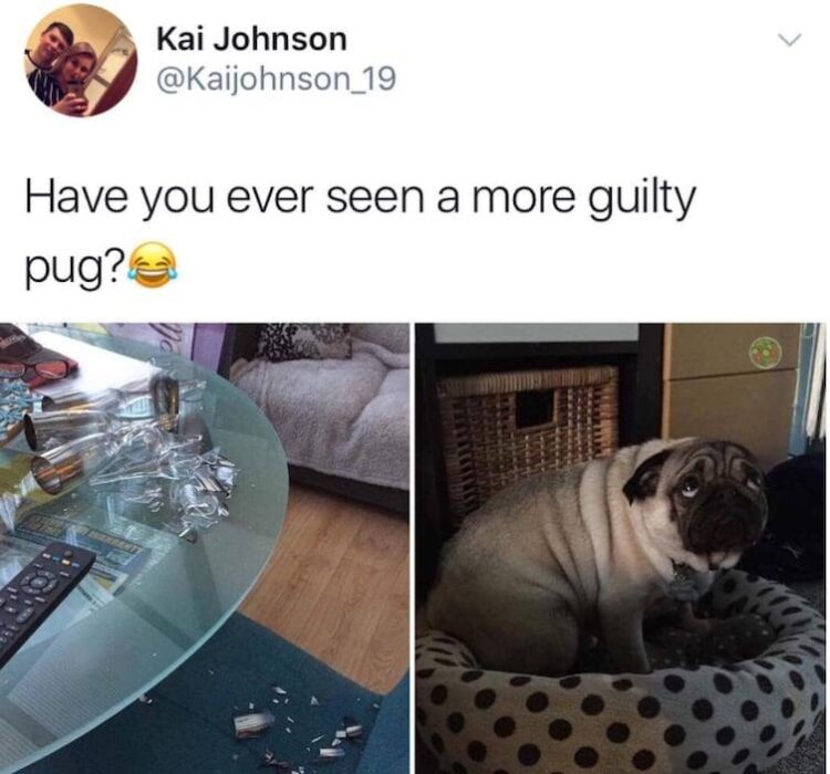 guilty pug