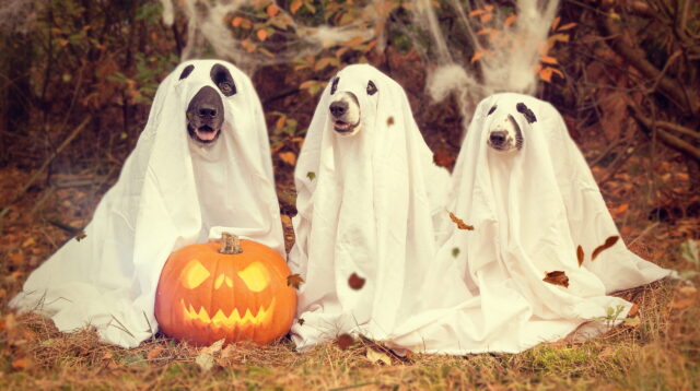 three large dogs dressed as halloween ghosts with jack o' lantern