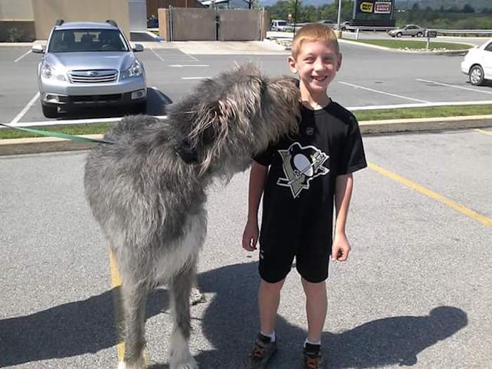 Irish Wolfhound next to kid
