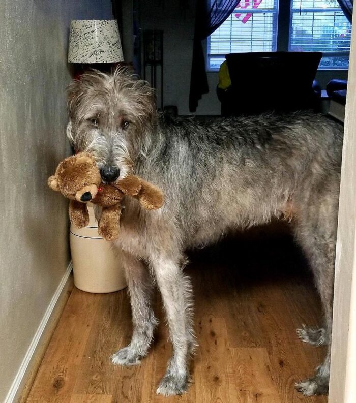 Irish Wolfhound with Teddy Bear