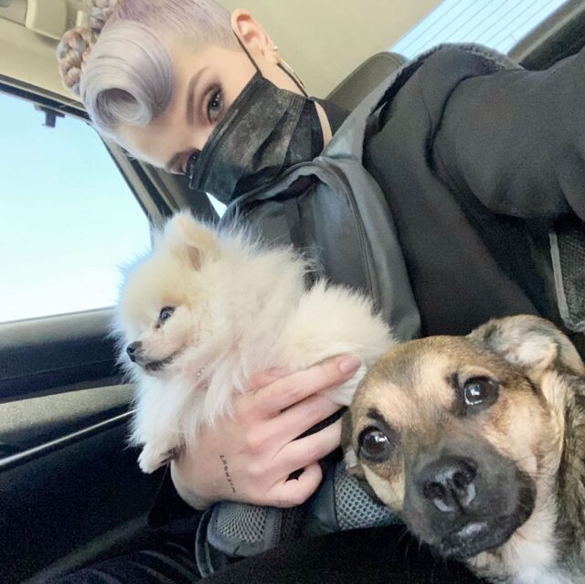 Kelly Osbourne Dogs