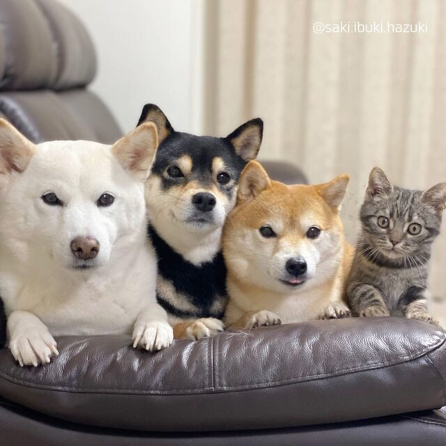 Kitten with Shibas