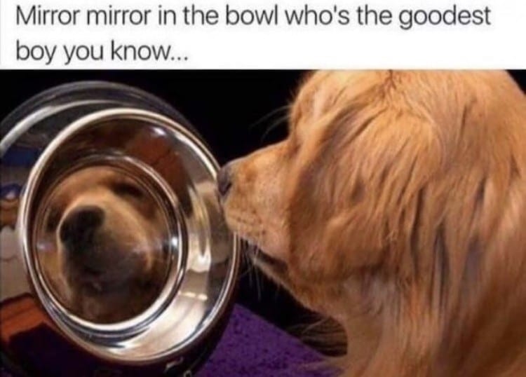Mirror in Bowl