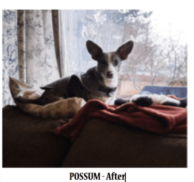 Possum Adopted
