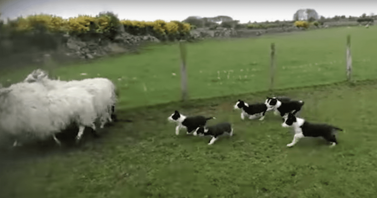 Puppies herding sheep