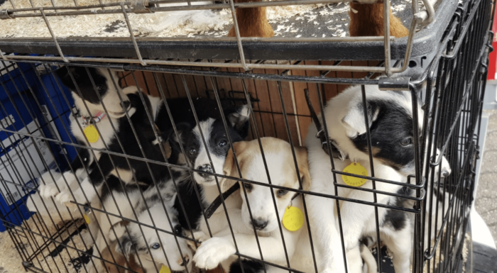 Puppies Trapped in Cage