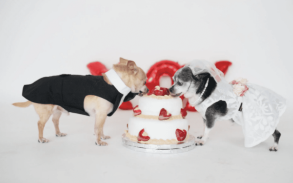 Senior Dog Wedding Cake