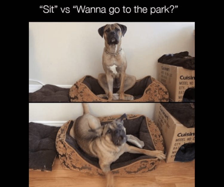 Sit vs. go to the park